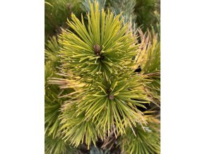 Pinus ponderosa 'Galinas'