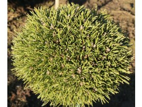 Pinus pseudopumilio 'David Holubec SŠ' - borovice blatka