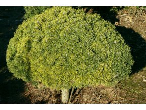 Pinus pseudopumilio 'SŠ Pavlína' - borovice rašelinná
