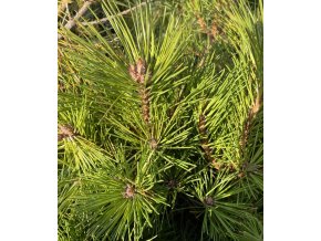 Pinus resinosa 'Watnong' - borovice smolná