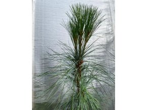 Pinus schwerinii (x) 'Wiethorst' - borovice Schwerinova