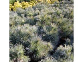 Pinus strobus 'Radiata' - borovice vejmutovka