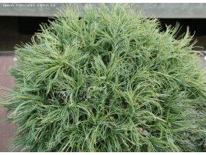 Pinus strobus 'Tiny Curls' - borovice vejmutovka