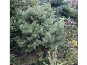 Pinus sylvestris 'Beuvronensis' - borovice lesní