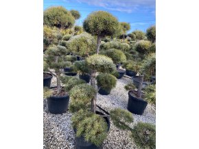 Pinus sylvestris bonsaj - borovice lesní