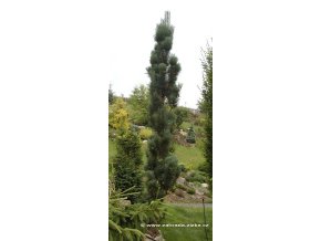 Pinus sylvestris 'Fastigiata' - borovice lesní