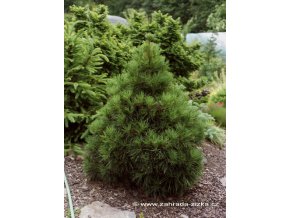 Pinus sylvestris 'Globosa Viridis' - borovice lesní
