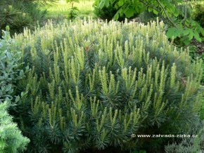 Pinus sylvestris 'Saxatilis' - borovice lesní