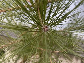 Pinus tabuliformis - borovice čínská