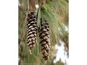 Pinus wallichiana - borovice himalájská