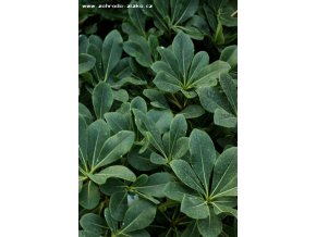 Pittosporum tobira 'Nanum' - slizoplod tobira