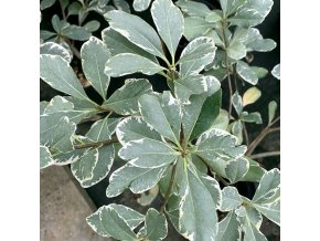 Pittosporum tobira 'Variegata' - slizoplod tobira