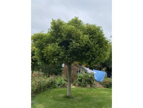 Platanus acerifolia 'Alphen's Globe' - platan
