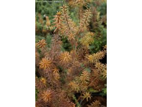 Podocarpus acutifolius - nohoplod špičatolistý