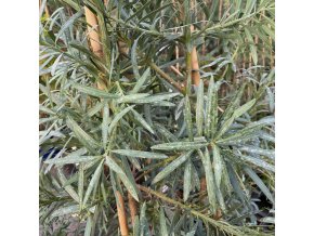 Podocarpus elongatus - nohoplod