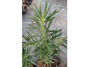 Podocarpus macrophyllus - nohoplod velkolistý