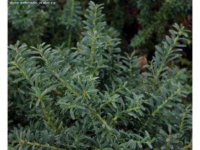 Podocarpus nivalis 'Blue Gem' - nohoplod