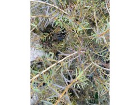 Podocarpus totara 'Aurea' - nohoplod