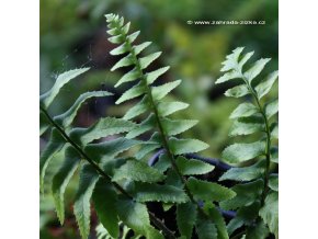 Polystichum munitum - kapradina