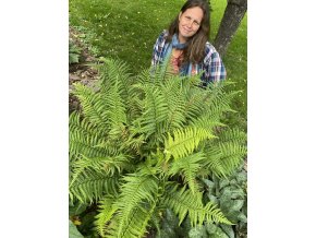 Polystichum polyblepharum - kapradina japonská