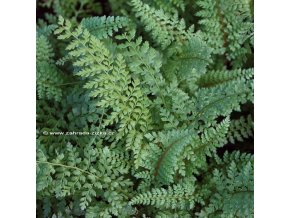 Polystichum setiferum 'Herrenhausen' - kapradina osténkatá