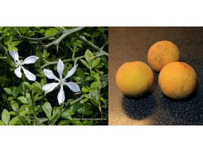 Poncirus trifoliata - citronečník trojlistý