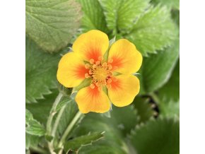 Potentilla atrosanguinea var. argyrophylla - mochna tmavočervená