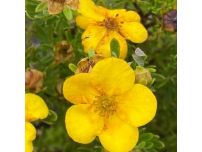 Potentilla fruticosa 'Bella Sol' - mochna křovitá