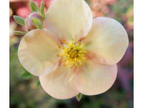 Potentilla fruticosa 'Daydawn' - mochna křovitá