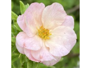 Potentilla fruticosa 'Double Punch® Pastel' - mochna křovitá