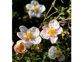 Potentilla fruticosa 'Floppy Disk' - mochna křovitá