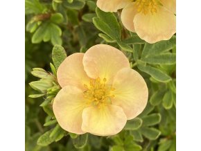 Potentilla fruticosa 'Glamour Girl' - mochna křovitá