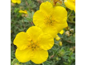 Potentilla fruticosa 'Gold Teppich' - mochna křovita