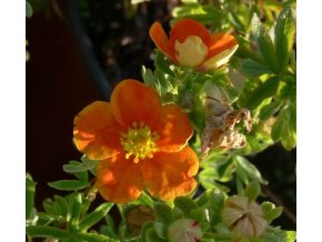 Potentilla fruticosa 'Hopleys Orange' - mochna křovitá