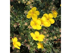Potentilla fruticosa 'Katherine Dykes' - mochna křovité