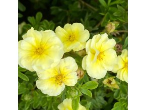 Potentilla fruticosa 'Lemon Meringue' - mochna křovitá