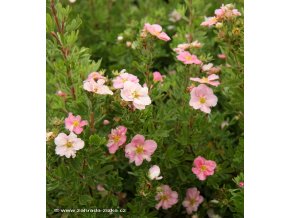 Potentilla fruticosa 'Lovely Pink'® - mochna křovitá