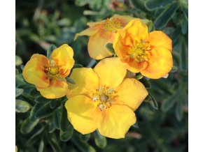 Potentilla fruticosa 'Mango Tango' ® 'Uman' - mochna křovitá
