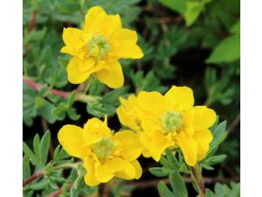 Potentilla fruticosa 'Mont Townsend' - mochna křovitá