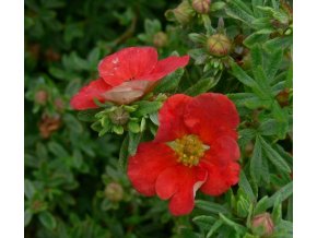 Potentilla fruticosa 'Red Robin' - mochna křovitá