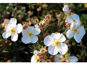 Potentilla fruticosa 'White Lady' - mochna křovitá