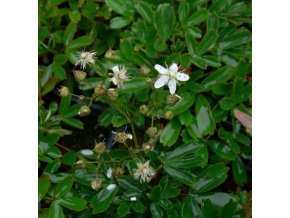 Potentilla tridentata 'Nuuk' - mochna trojzubá