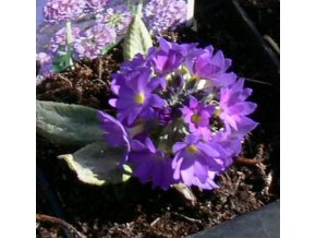 Primula denticulata 'Blaue Auslese' - prvosenka zoubkatá