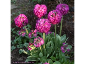 Primula denticulata 'Rubin Auslese' - prvosenka zoubkatá