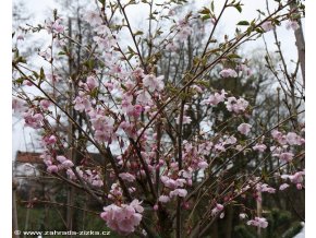 Prunus 'Accolade' - višeň chloupkatá