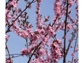 Prunus amygdalopersica (x) 'Spring Glow' - broskvomandloň
