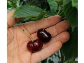 Prunus avium KAŠTÁNKA - třešeň srdcovka