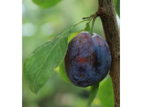 Prunus domestica 'TOPTASTE' - švestka raná