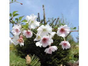 Prunus fukubana (x) - okrasná třešeň
