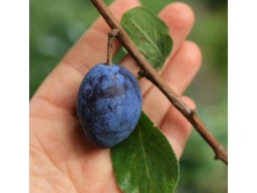 Prunus 'Imperial' - švestka sloupovitá